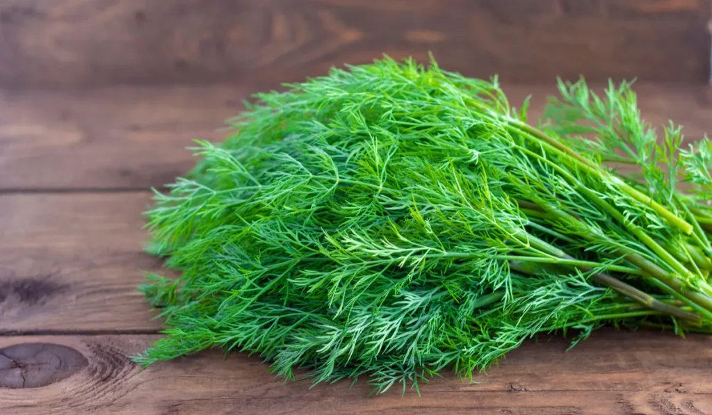 a strong-smelling herb