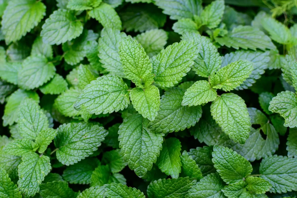 Aromatic